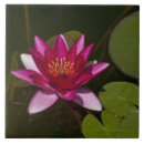 Suche nach rosa wasserlilien fliesen Blumenreich