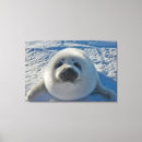 Suche nach wildlife leinwandbilder Cute