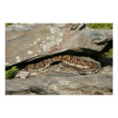 Suche nach rattlesnake poster Foto