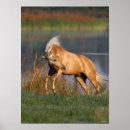 Suche nach palomino poster See