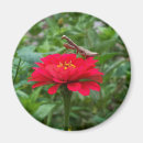 Suche nach mantis magnete Zinnia