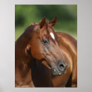 Suche nach headshot poster Pferd