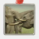 Suche nach indische elefanten ornamente Nationalpark