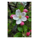 Suche nach gering poster Blume