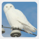 Suche nach schneeeule aufkleber Jede person