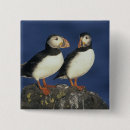 Suche nach seevogel buttons Vogelvogel