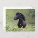 Suche nach shetland pony postkarten Tier