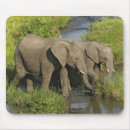 Suche nach afrikanischer elefant mousepads Loxodonta africana