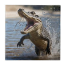 Suche nach krokodile fliesen Reptil