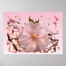 Suche nach prunus poster Kirsche