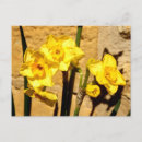 Suche nach narzissen für postkarten Ostern
