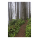 Suche nach moos poster Baum