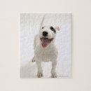 Suche nach bull terrier puzzle Tier