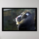 Suche nach mandrill poster Tier