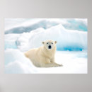 Suche nach arktischer bär poster Bären