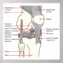 Suche nach gelenk poster Diagramm