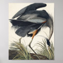 Suche nach amerikanischer vogel poster John james audubon