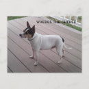 Suche nach niedlicher chihuahua postkarten Für alle