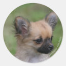 Suche nach langhaarige chihuahua aufkleber Welpe