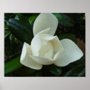 Suche nach magnolienbaum poster Blüten