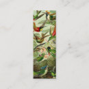Suche nach aves Kolibris