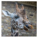 Suche nach giraffe fliesen Zoo