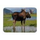 Suche nach moose magnete Tierwelt