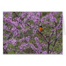 Suche nach redbud baum Frühling