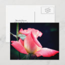 Suche nach knospen postkarten Rose