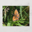 Suche nach schwarze flügel postkarten Insekten