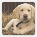 Suche nach retriever aufkleber Hund
