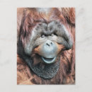 Suche nach orang utans postkarten Niedlich