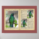Suche nach vogelbilder poster Vintag