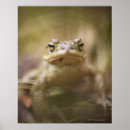 Suche nach kröte poster Wildtiere