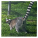 Suche nach lemur wohnen zuhause Tierwelt