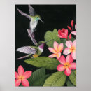 Suche nach kolibris poster Natur
