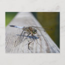 Suche nach schlittschuh postkarten Für alle