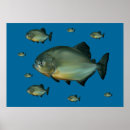 Suche nach piranha poster Meer