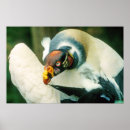 Suche nach geier poster Natur