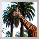 Suche nach lustige giraffe poster Afrikanisch