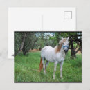 Suche nach weiße pferde postkarten Ranch