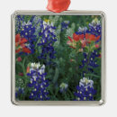 Suche nach lupinen ornamente Wildblume