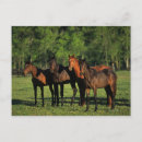 Suche nach thoroughbred postkarten Vollblut