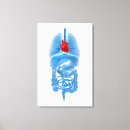 Suche nach menschliches herz leinwandbilder Biologie