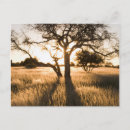 Suche nach akazienbaum postkarten Landschaft