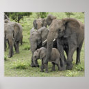 Suche nach serengeti nationalpark poster Adam jones