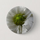 Suche nach chrysantheme buttons Fotografie