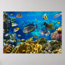 Suche nach coral reef poster Fish
