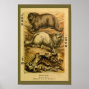 Suche nach persische katze poster Vintag