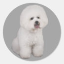Suche nach frise aufkleber Bichon